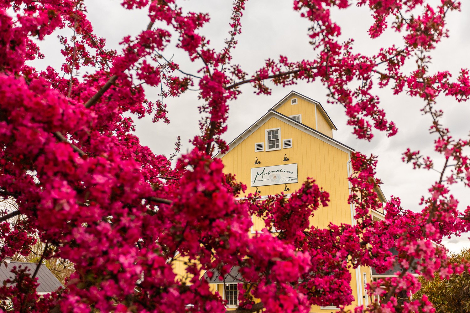 Magnolias at the Mill